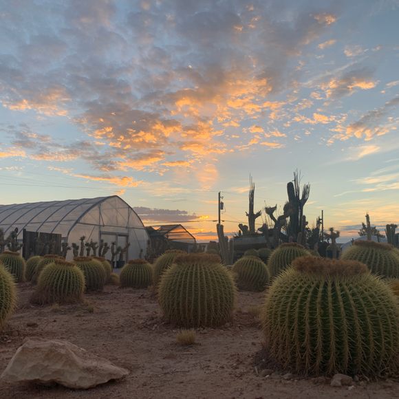 Cactus Joe's Blue Diamond Nursery – Las Vegas, Nevada - Atlas Obscura