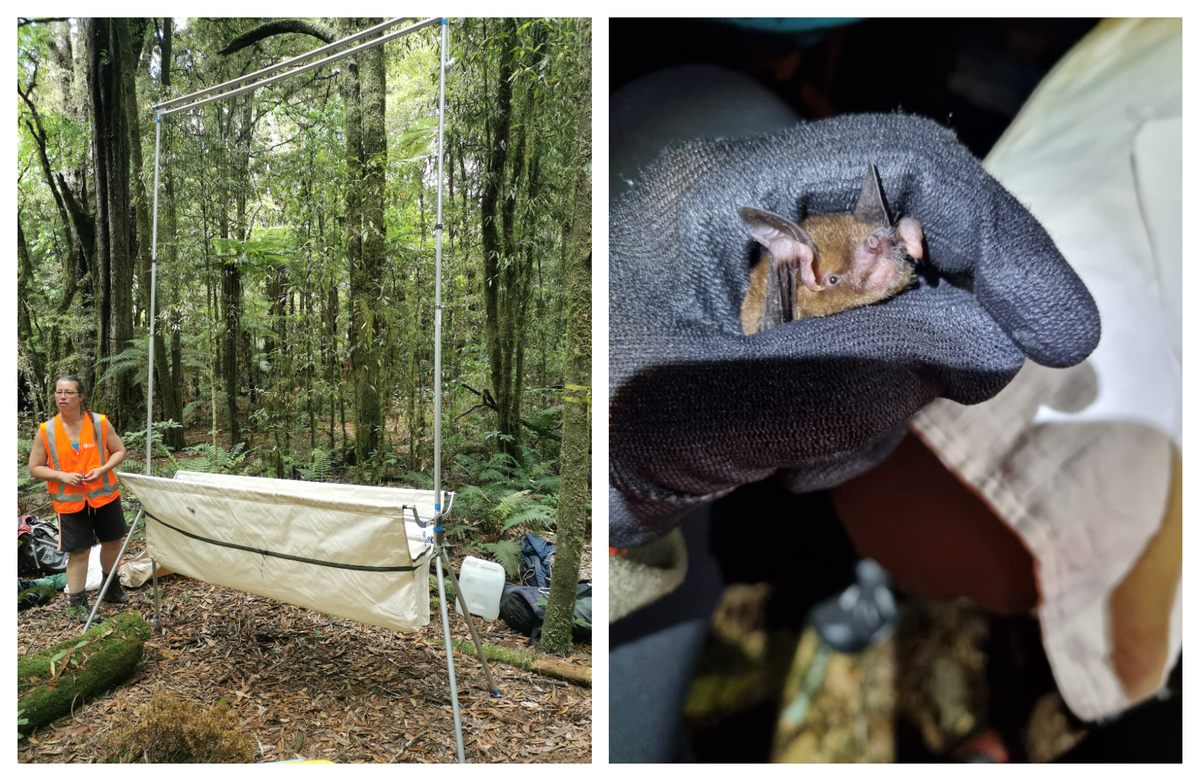 The monitoring team prepares a harp trap near a roost (left); a pekapea-tou-poto caught in the trap will be tagged and then released.