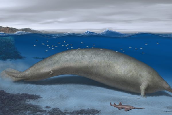 A reconstruction of P. colossus shows it in its coastal habitat. The head is an educated guess because a skull has not been found yet. 
