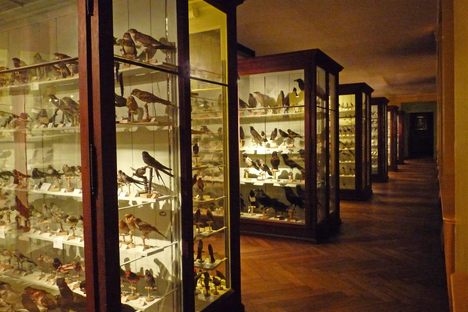 Somewhere within the halls of the Strasbourg Zoological Museum, you might stumble upon a hoax.