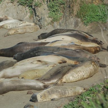 Elephant Seals at Piedras Blancas