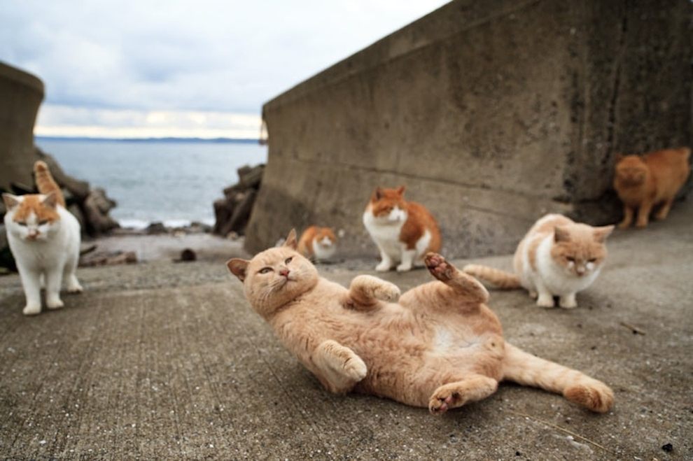 Cat Island