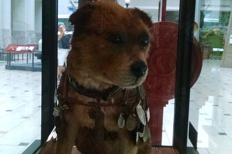 Owney