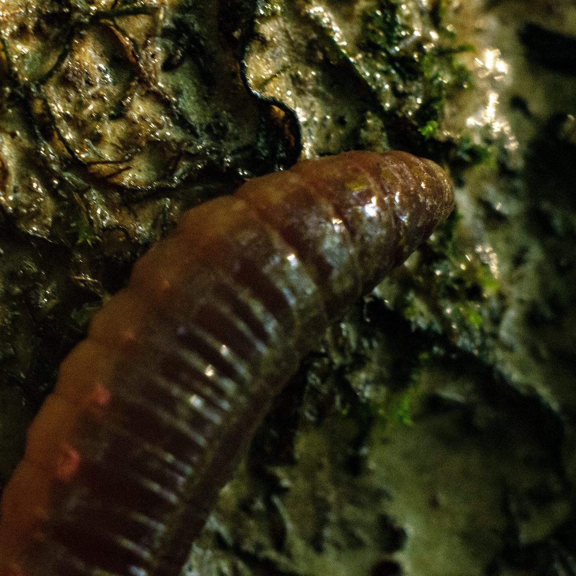 giant killer worm