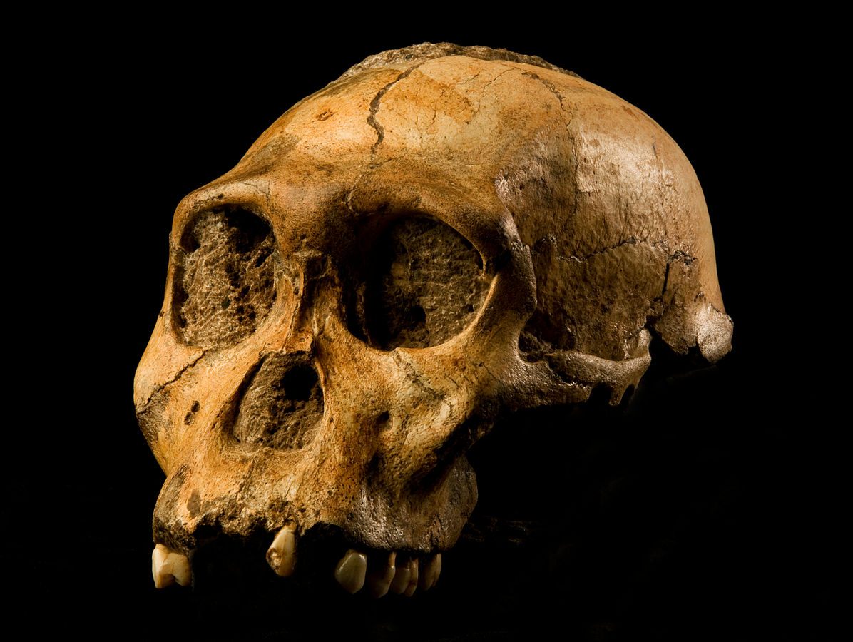 Australopithecus sediba skull