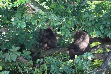 The macaques.